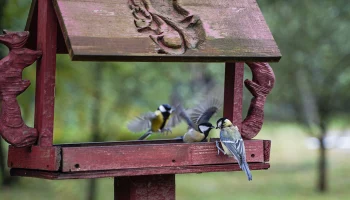 Московский инженер-изобретатель Кучмин принял участие в мастер-классе по изготовлению кормушек в ЮАО