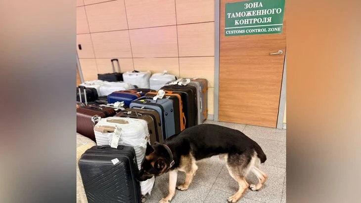 Служебная собака обнаружила каннабис в багаже у пассажира в аэропорту Домодедово Служебная собака обнаружила каннабис в багаже у пассажира в аэропорту Домодедово