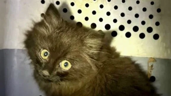 Котенка, застрявшего под капотом машины каршеринга, спасли в Москве Котенка, застрявшего под капотом машины каршеринга, спасли в Москве