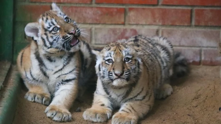 Собянин: Около 600 детенышей появились на свет в Московском зоопарке в 2025 году Собянин: Около 600 детенышей появились на свет в Московском зоопарке в 2025 году