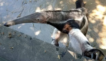 &laquo;Пристает к посетителям&raquo;: Московский зоопарк построит ограждения для муравьеда Диего