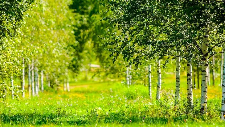 В Москве парки и скверы обработали от клещей В Москве парки и скверы обработали от клещей