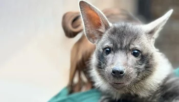 Жители столицы выберут имя для новорожденной краснокнижной гиены