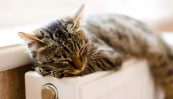 Систему отопления в Москве снизили до минимальных параметров из-за потепления