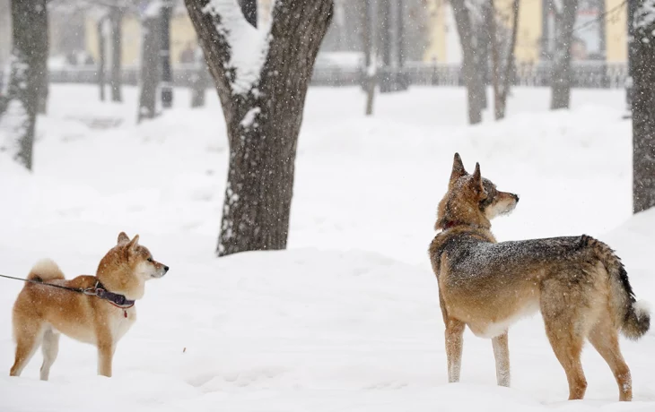 &laquo;Встречаем оттепель&raquo;: синоптик Леус пообещал москвичам потепление 22 февраля
