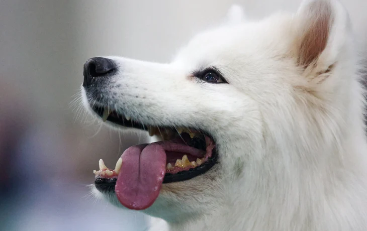 В столице и Подмосковье за два года спасли более 30 животных из мусорных баков