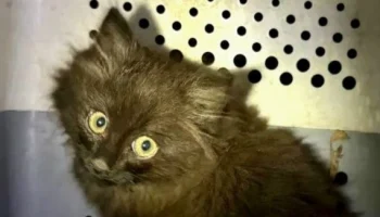 Котенка, застрявшего под капотом машины каршеринга, спасли в Москве