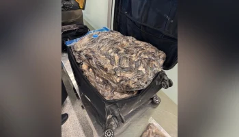 Таможенники в Домодедово нашли в багаже пассажира около 7 тыс хвостов куницы