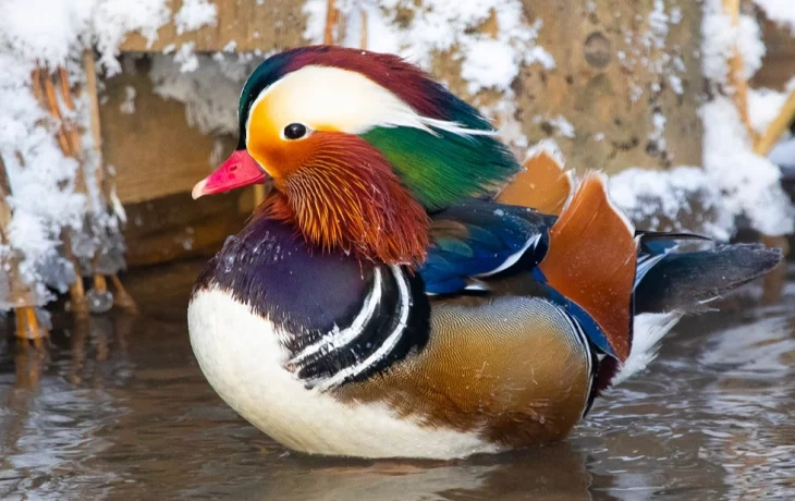 Серая цапля и утка-мандаринка: москвичам рассказали о редких пернатых в городе Серая цапля и утка-мандаринка: москвичам рассказали о редких пернатых в городе