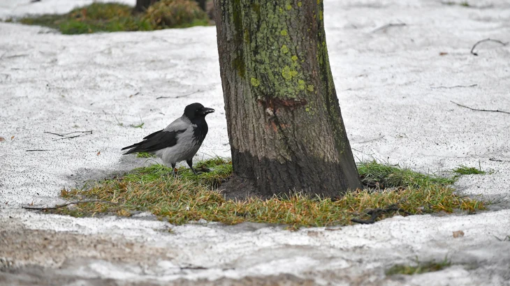 Синоптик Леус заявил, что снег в Москве растает только к середине апреля Синоптик Леус заявил, что снег в Москве растает только к середине апреля