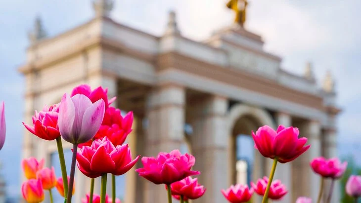 В апреле на ВДНХ начнет цвести около полумиллиона крокусов, тюльпанов и сцилл В апреле на ВДНХ начнет цвести около полумиллиона крокусов, тюльпанов и сцилл