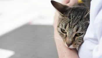 Ясфира, Капучинка, Дормидонт: какие необычные клички носят животные «Моспитомца»