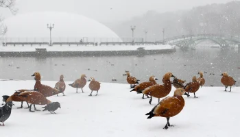 Тишковец: Более половины месячной нормы осадков выпадет в Москве на неделе