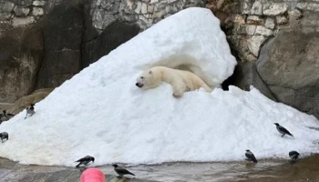 В Московском зоопарке рассказали, откуда берется снег для белых медведей