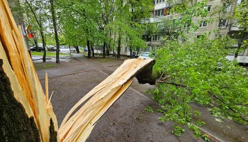 Ураган вырвал с корнем вековые деревья в парке Санкт-Петербурга