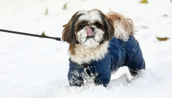 Метеоролог Позднякова: Снежная пора в Москве может начаться 16&ndash;18 ноября