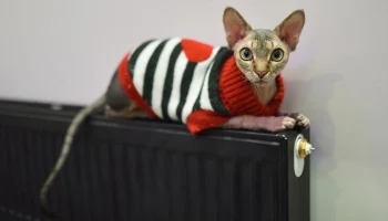 В Москве увеличили подачу тепла в дома из-за похолодания