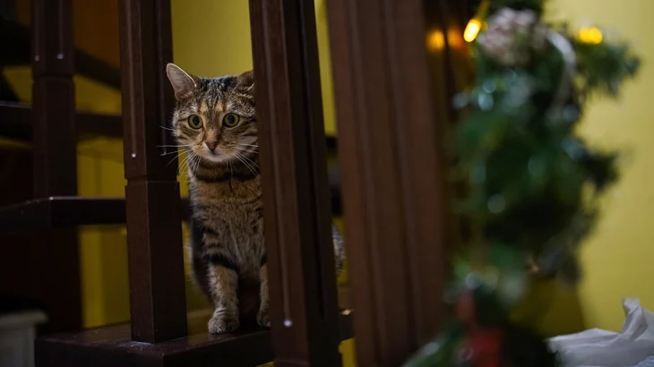 С сервисом «Моспитомец» помогать животным станет проще для каждого С сервисом «Моспитомец» помогать животным станет проще для каждого