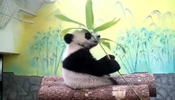 «Взрослый рацион»: Московский зоопарк показал плотную трапезу панды Катюши