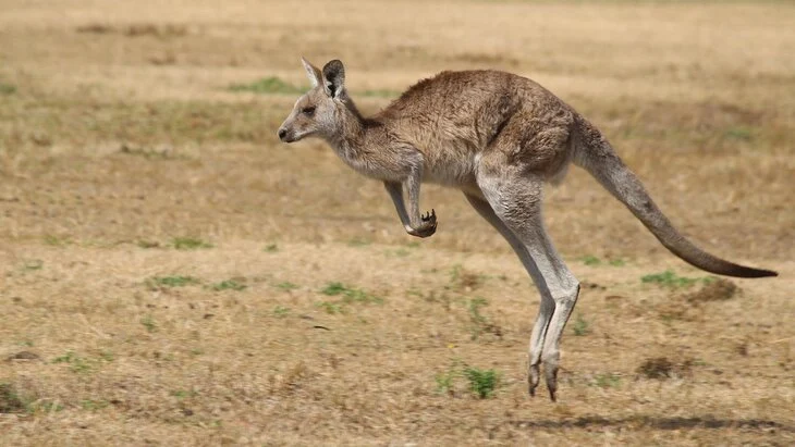 News13: в США кенгуру из Австралии напал на сотрудника зоопарка News13: в США кенгуру из Австралии напал на сотрудника зоопарка