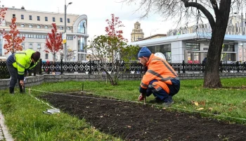 Тюльпаны высадят на столичные клумбы в октябре
