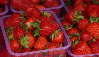 Стало известно, когда в магазинах начнут продавать подмосковную клубнику