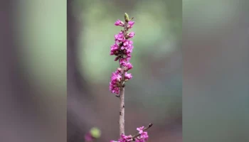 Ядовитый волчеягодник расцвел в "Аптекарском огороде"