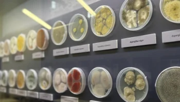 Москвичей пригласили на необычную выставку о плесени в столичный биокластер Москвичей пригласили на необычную выставку о плесени в столичный биокластер