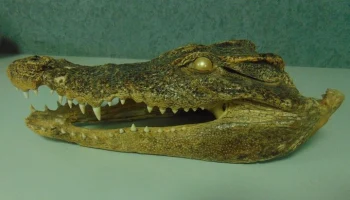 В аэропорту Уфы таможенники изъяли у пассажира чучело головы крокодила