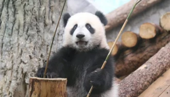 «Смелый шаг»: Московский зоопарк показал, как панда Катюша проползла под бревном
