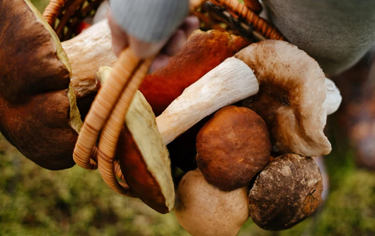 Миколог Стеклов рассказал о начале грибного сезона в Подмосковье Миколог Стеклов рассказал о начале грибного сезона в Подмосковье