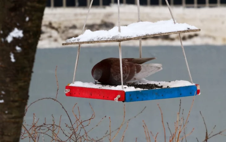 Синоптики спрогнозировали отсутствие осадков в Москве 27 февраля Синоптики спрогнозировали отсутствие осадков в Москве 27 февраля