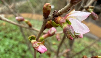 Первая сакура в Москве расцвела в &laquo;Аптекарском огороде&raquo;