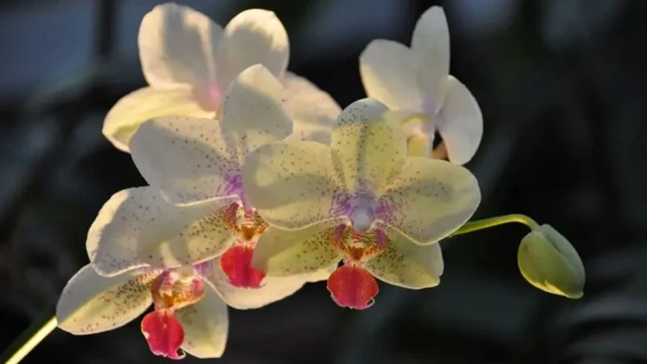 Фестиваль "Тропическая зима" начнется в "Аптекарском огороде" 27 декабря Фестиваль "Тропическая зима" начнется в "Аптекарском огороде" 27 декабря