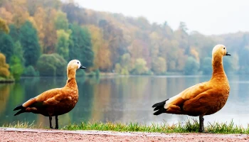 Без морозов, но и без солнца: какой будет погода в Москве на ноябрьские праздники