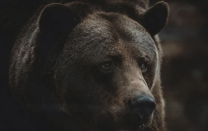 «Мой арбуз»: Московский зоопарк показал кадры кормления бурого медведя «Мой арбуз»: Московский зоопарк показал кадры кормления бурого медведя