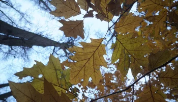 Тепло выше нормы: синоптик Леус рассказал о погоде в Москве в первые дни ноября