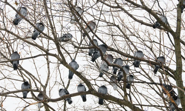 Метеоролог Позднякова предупредила о похолодании в Москве