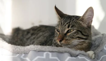 Самса и Чубайс: в Подмосковье собрали самые необычные клички питомцев