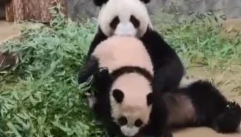&laquo;Бесконечная любовь&raquo;: Московский зоопарк показал трогательные отношения панд