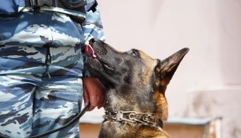 Вещи студентов МГЮА имени Кутафина обыскали с собакой прямо на парах