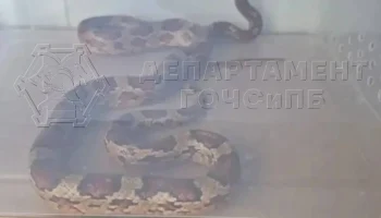 Змею длиной почти два метра поймали в Новой Москве