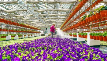 Собянин: Более 56 миллионов цветов украсят Москву в этом году