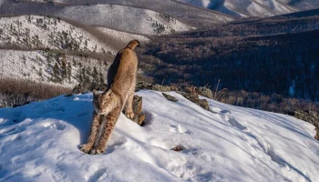 Фотограф из РФ стал лауреатом премии Wildlife Photographer of the Year