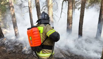 Ростовский губернатор Голубев: лесной пожар в Тарасовском районе ликвидирован
