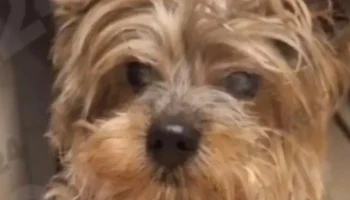 Пес Себастьян стал самым долгоживущим йоркширским терьером в Москве