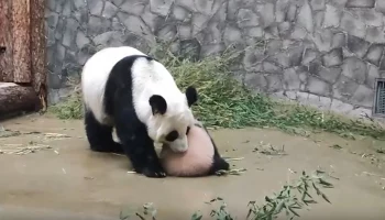 Московский зоопарк показал, как панда Диндин тащит дочку Катюшу принять ванну