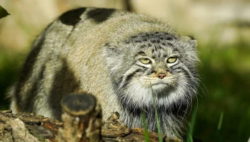 &laquo;Притворяется воробушком&raquo;: Московский зоопарк показал замерзшего манула