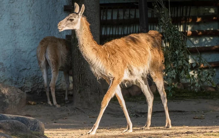 Самка гуанако поселилась в Московском зоопарке Самка гуанако поселилась в Московском зоопарке