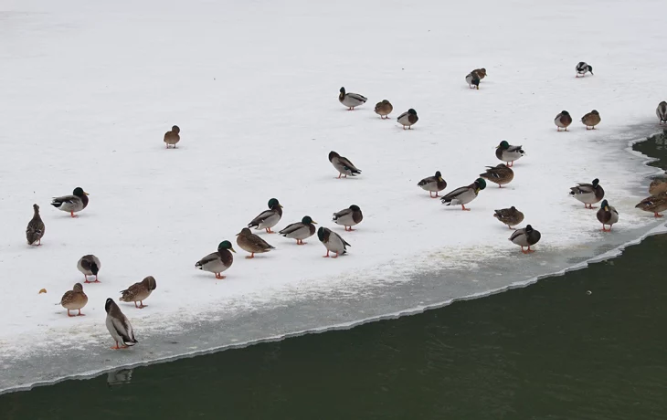 Москвичей предупредили о начале высокого половодья в области Москвичей предупредили о начале высокого половодья в области